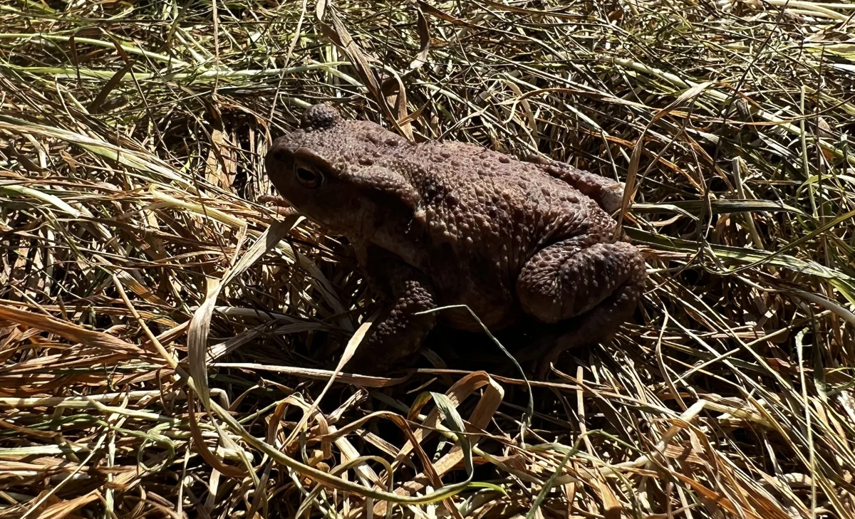 Toad on Elmore Estate rewilding land
