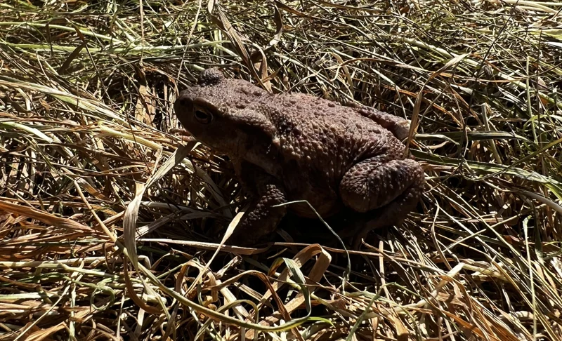 Toad on Elmore Estate rewilding land