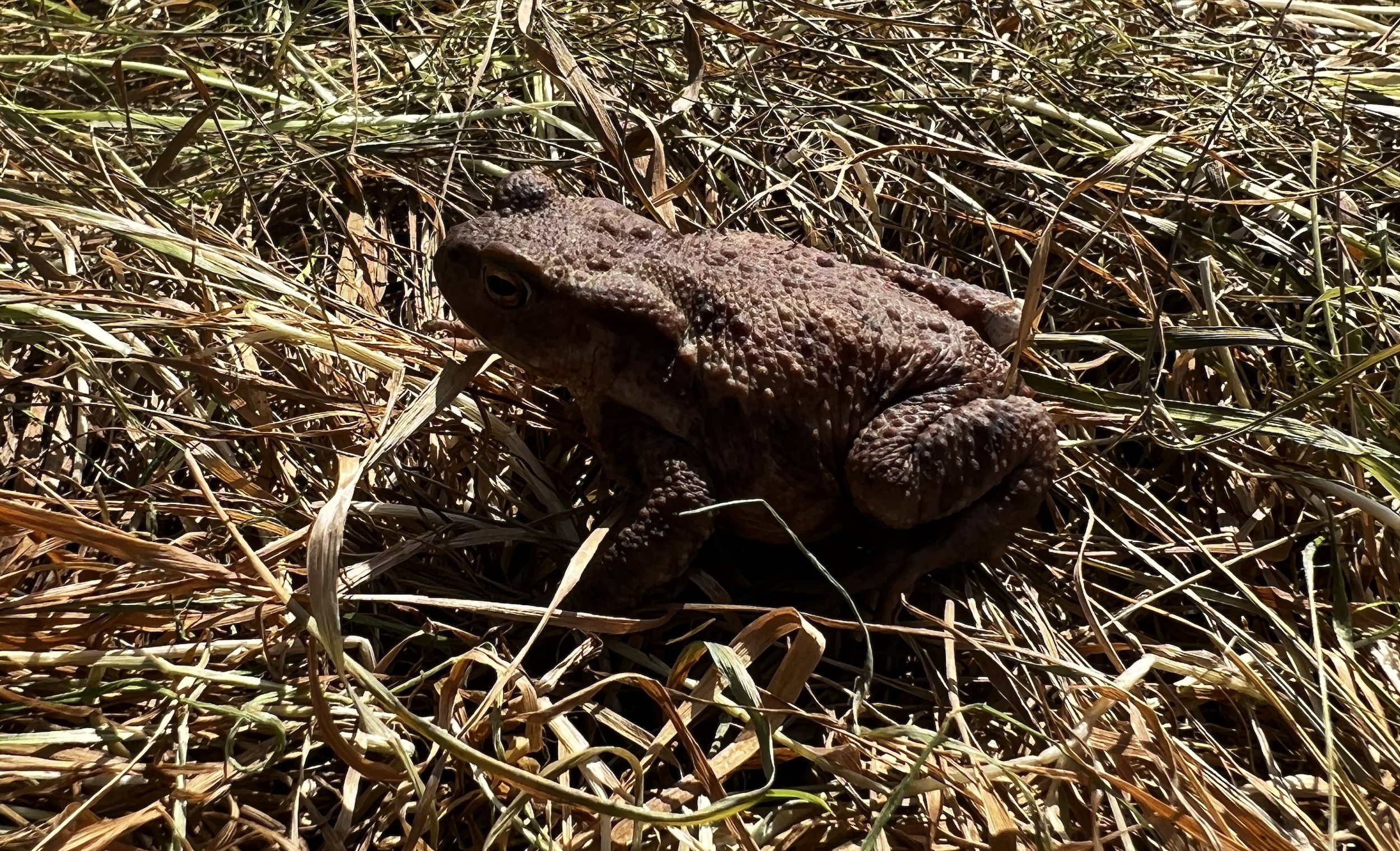 Toad on Elmore Estate rewilding land