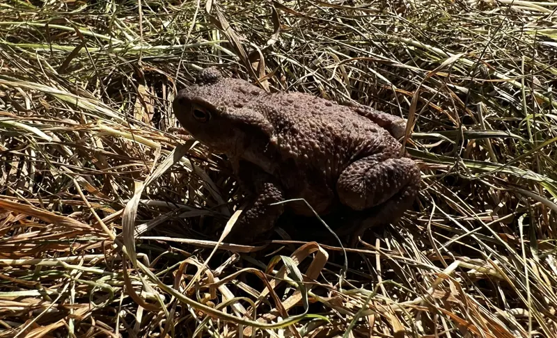Toad on Elmore Estate rewilding land