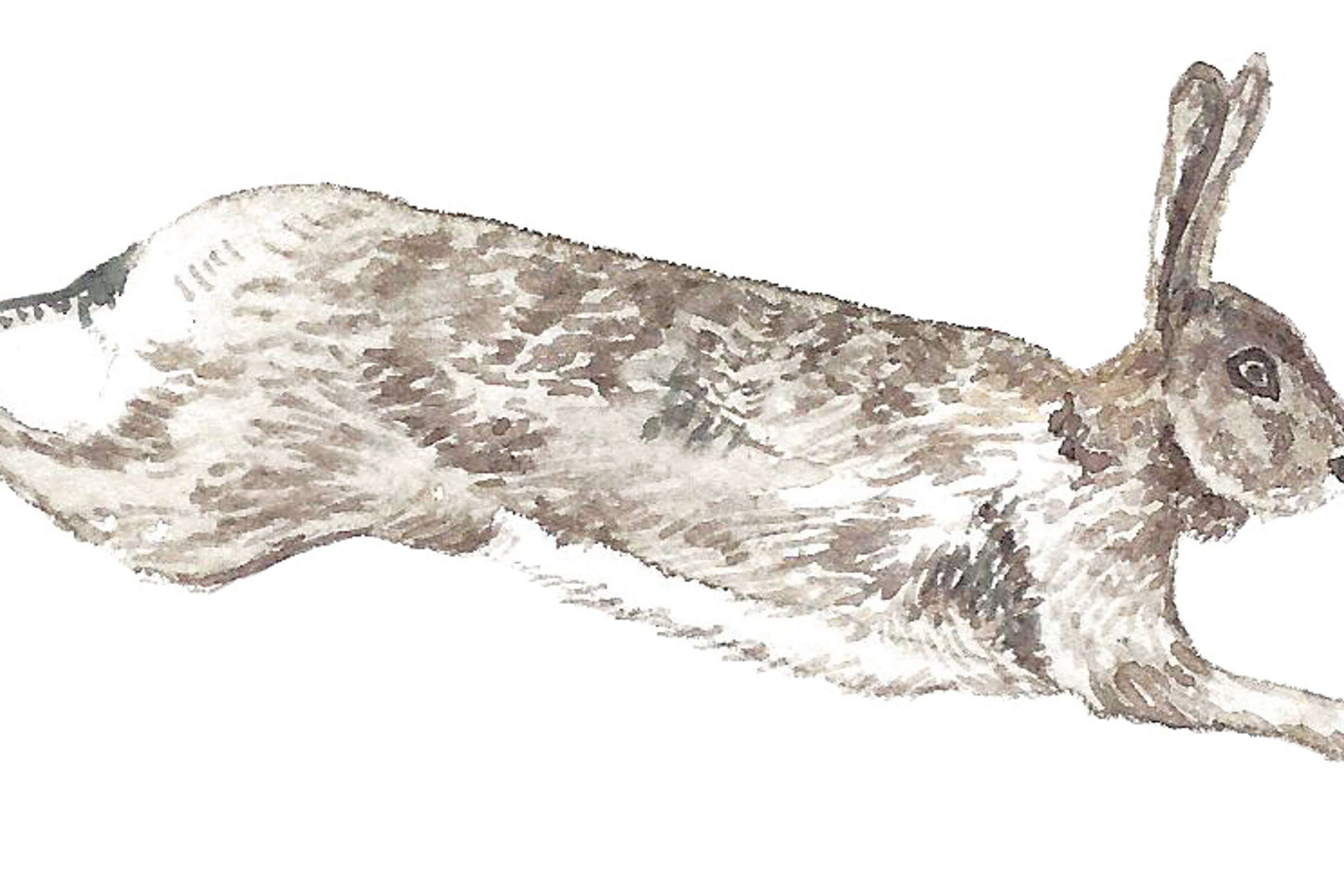 Elmorecourt Hare1 RGB
