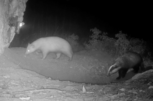 Badgers