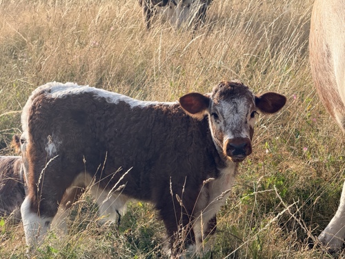 Xander Calf on Elmore Estate Rewilding land.jpg