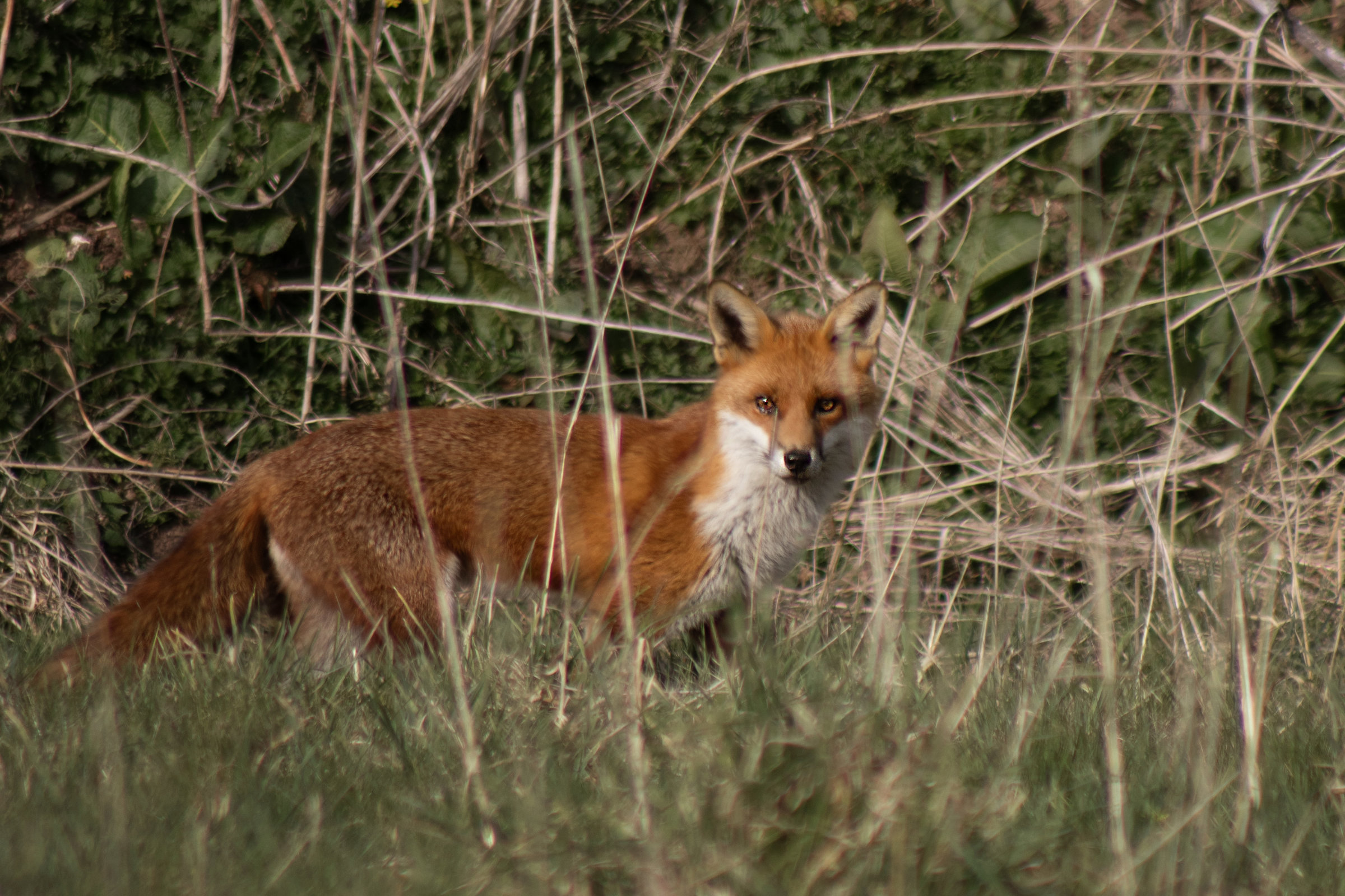 Fox Copy