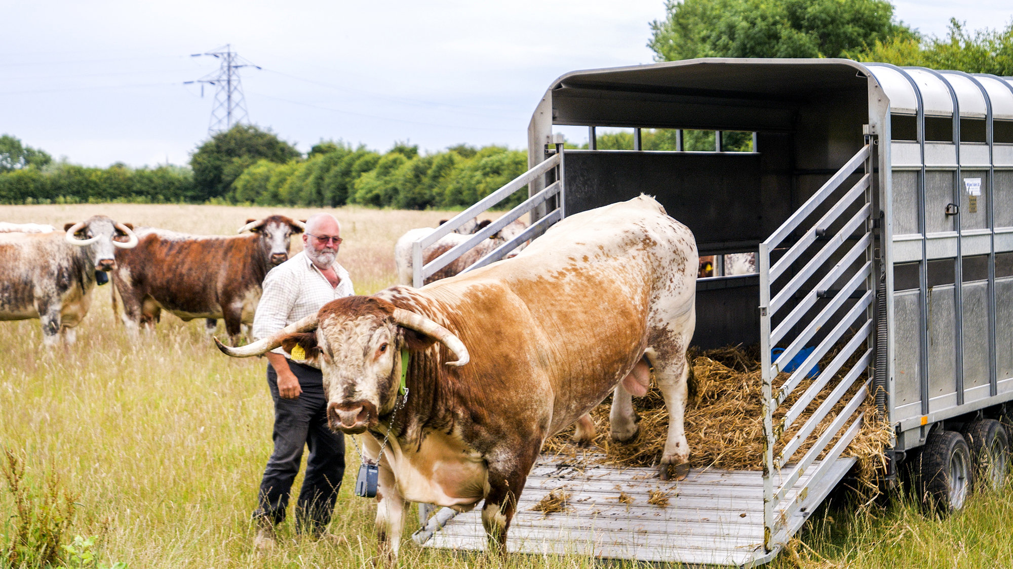 A large English Longhorn bull walking off of a trailer into a large field in the Cotswolds