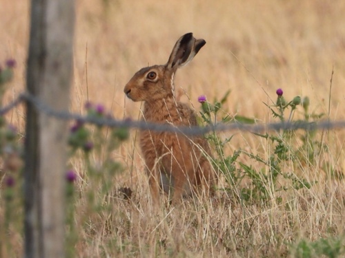 Hare on Elmore Estate Rewilding land.jpeg