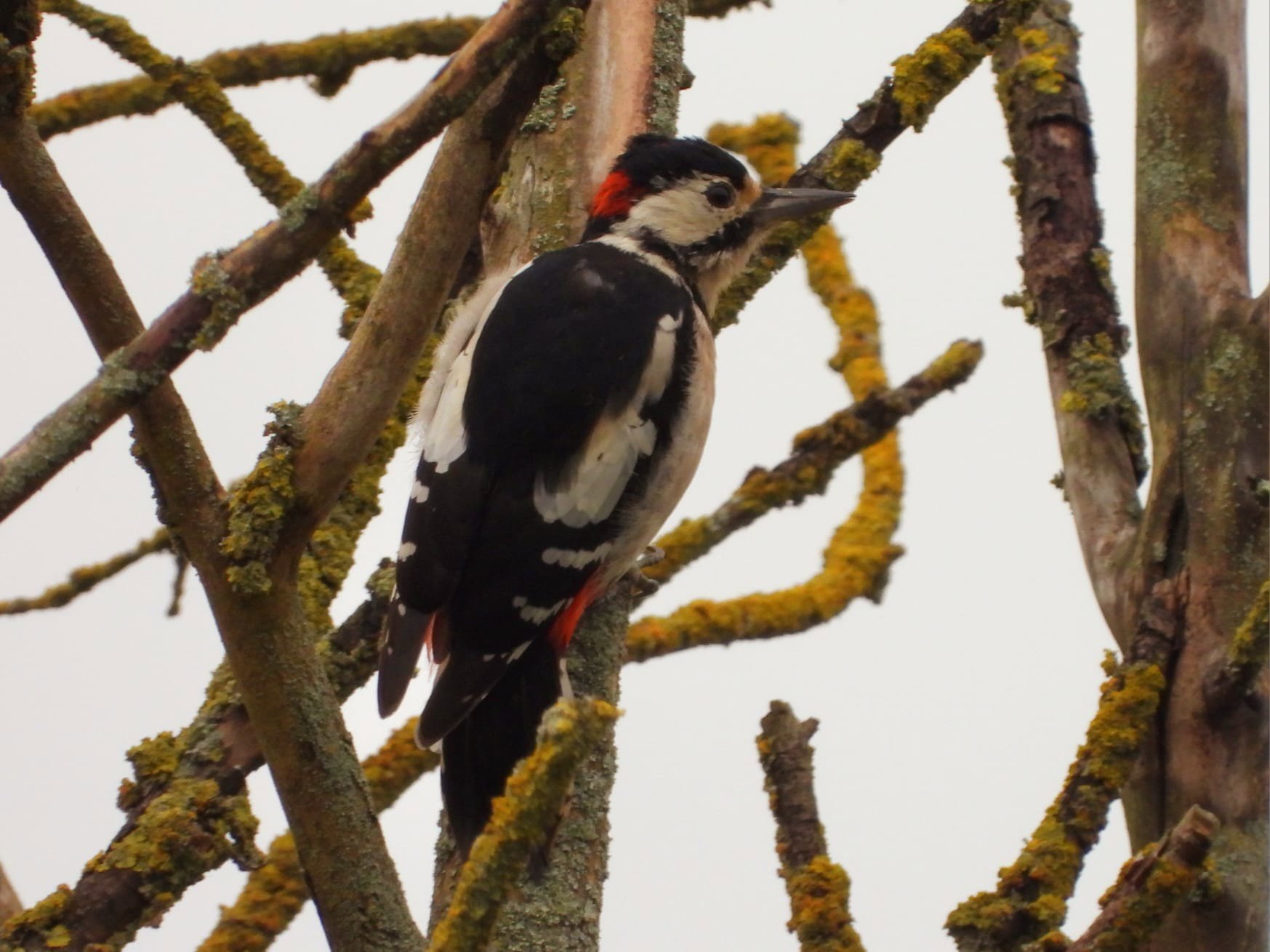 Great Spotted Woodpecker GREEN