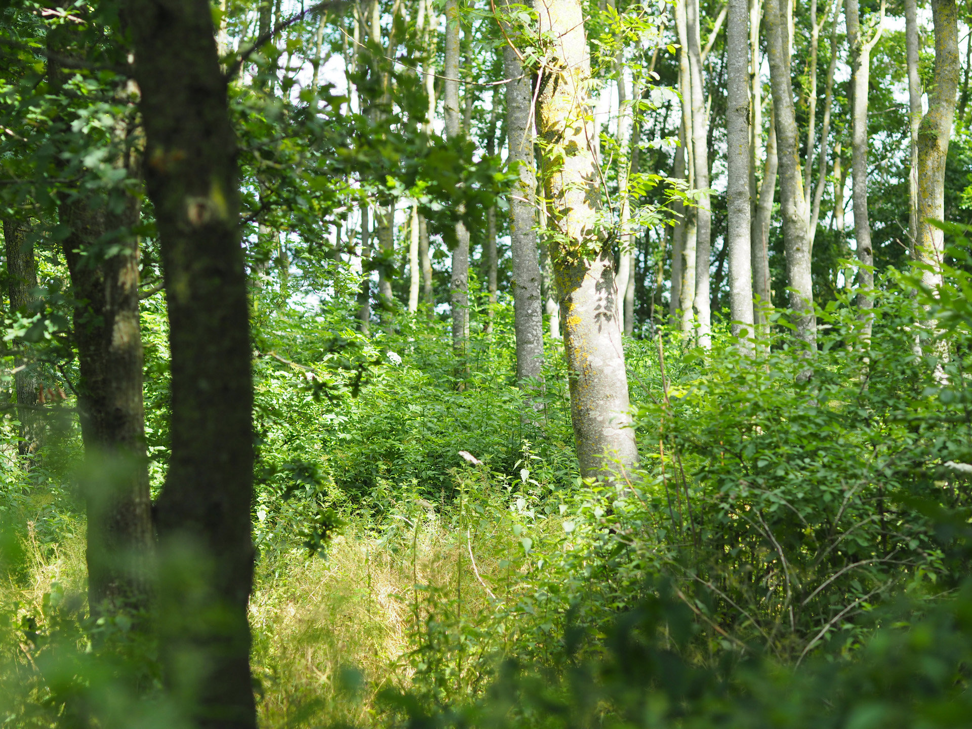 Woodland Wedding Venues